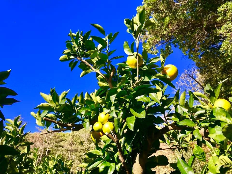 Il Rustico dei Limoni | Riomaggiore & Manarola - Casali & Rustici - 5 Terre