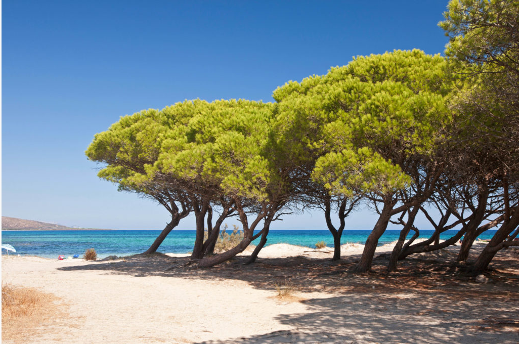 La Villetta della Baia di Sant' Anna  | Budoni - Case e ville - Sardegna Orientale