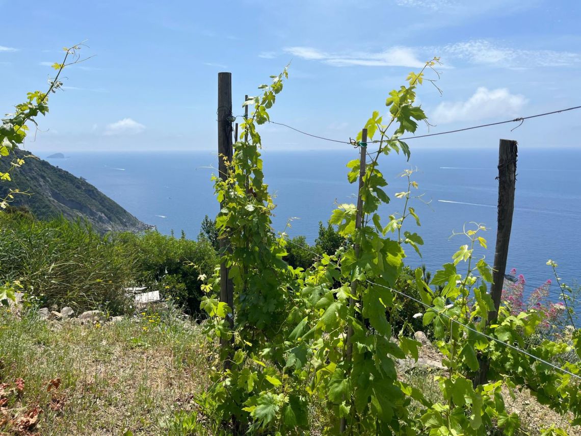 Rustico Paradiso | Riomaggiore @ Manarola - Farm Houses & Bed & Breakfast - 5 Terre