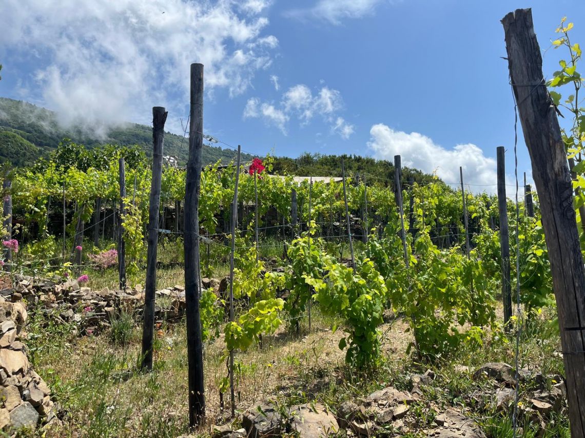 Rustico Paradiso | Riomaggiore @ Manarola - Farm Houses & Bed & Breakfast - 5 Terre