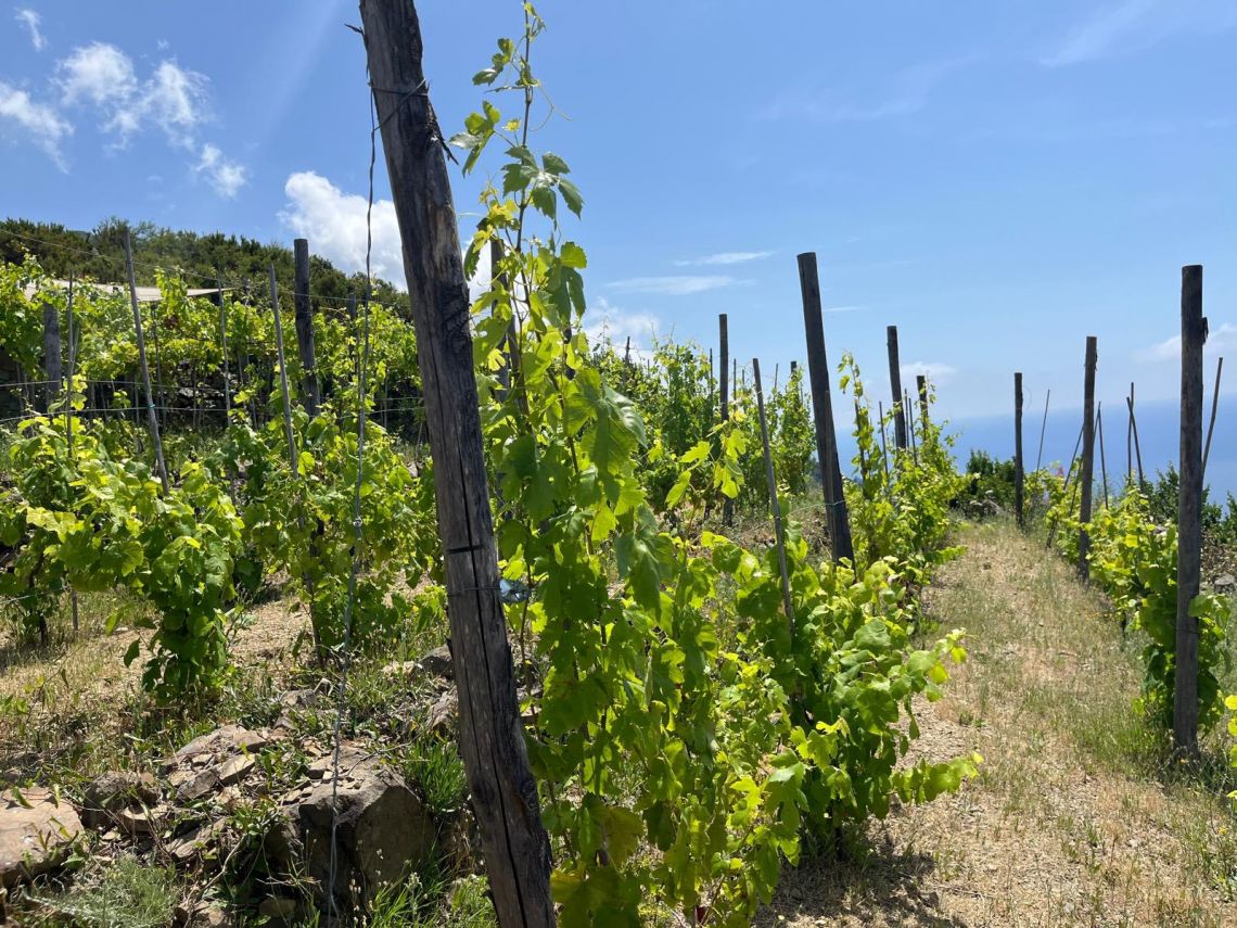 Rustico Paradiso | Riomaggiore @ Manarola - Farm Houses & Bed & Breakfast - 5 Terre