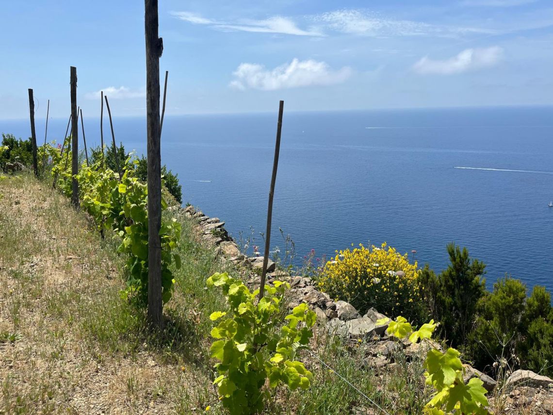 Rustico Paradiso | Riomaggiore @ Manarola - Farm Houses & Bed & Breakfast - 5 Terre