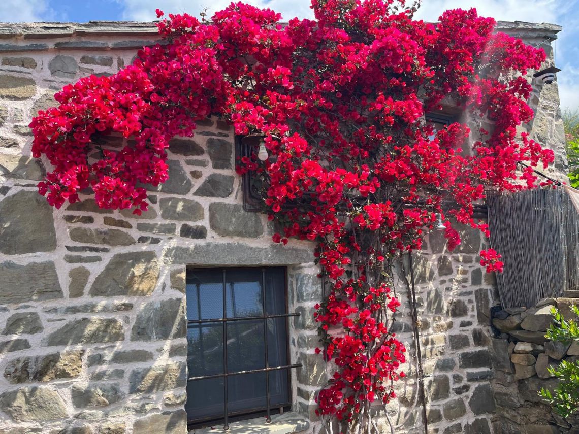 Rustico Paradiso | Riomaggiore @ Manarola - Farm Houses & Bed & Breakfast - 5 Terre