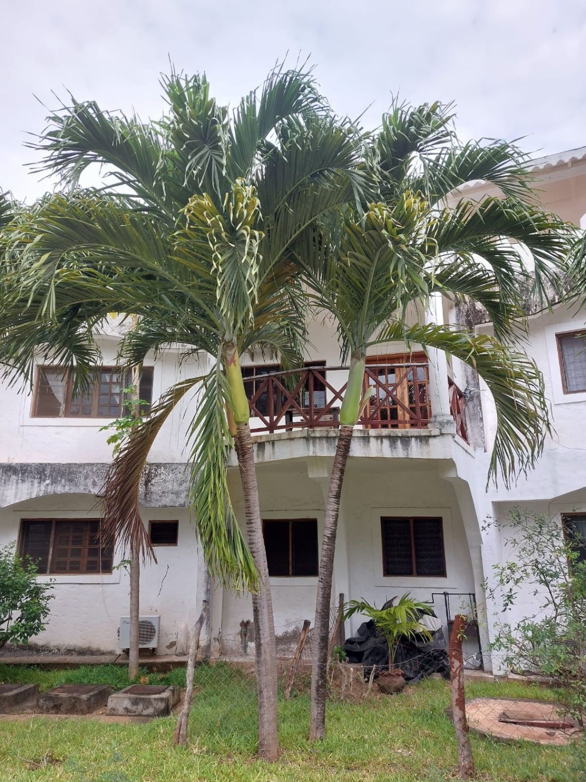 Appartamento Green Malindi | Malindi - Appartamenti - Kenya & Zanzibar