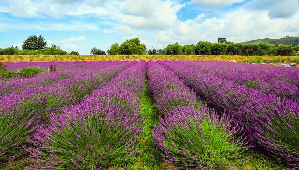 Il Casale della Musica e del Buon Vino | Camaiore - Case e ville - Versilia