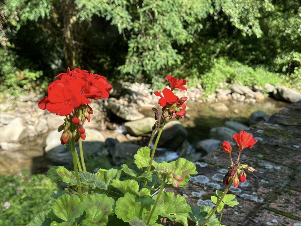 Antica Tenuta il Mulino del Faggio | Lunigiana Mare - Huizen en villa's - Lunigiana mare, Sarzana & Colline del Sole