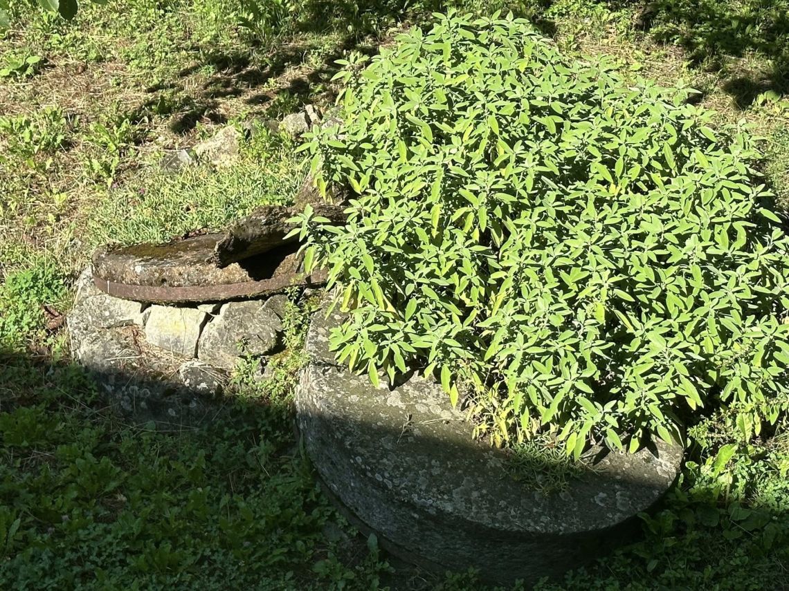 Antica Tenuta il Mulino del Faggio | Lunigiana Mare - Huizen en villa's - Lunigiana mare, Sarzana & Colline del Sole