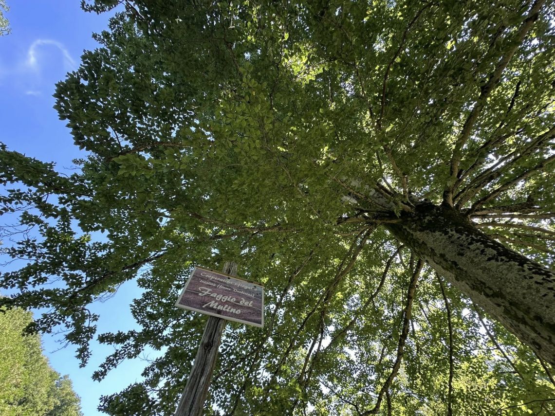 Antica Tenuta il Mulino del Faggio | Lunigiana Mare - Huizen en villa's - Lunigiana mare, Sarzana & Colline del Sole