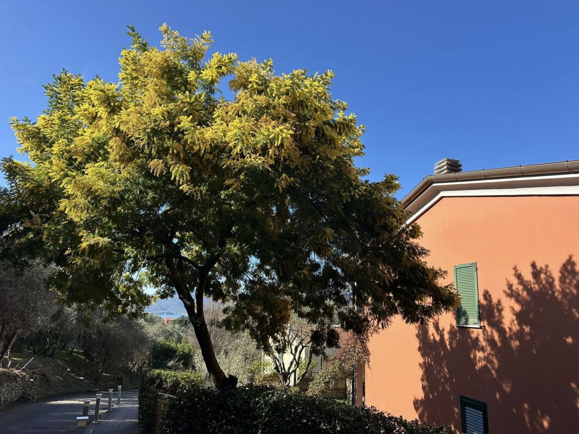 Blue Cove in Baia Blu  | Lerici/San Terenzo/Tellaro - Appartamenti - Golfo dei Poeti