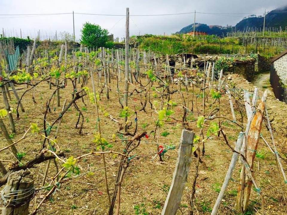 Antico Rustico Corniglia | Vernazza & Corniglia - Casali & Rustici - 5 Terre