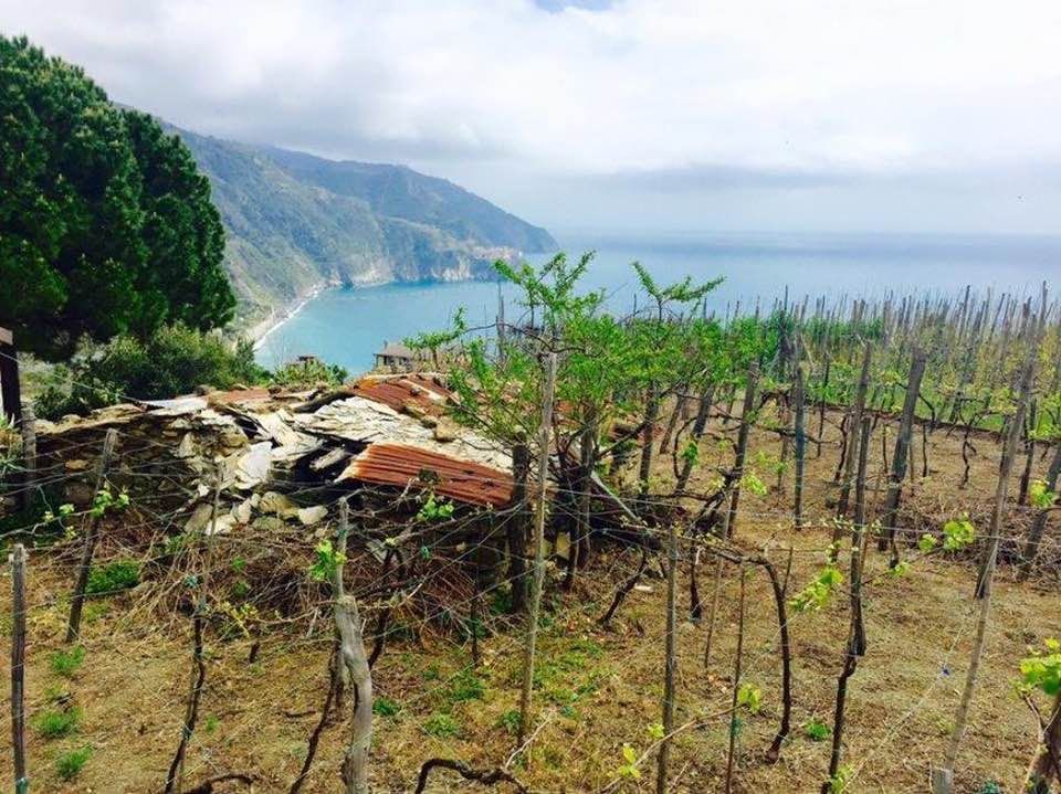 Antico Rustico Corniglia | Vernazza & Corniglia - Casali & Rustici - 5 Terre