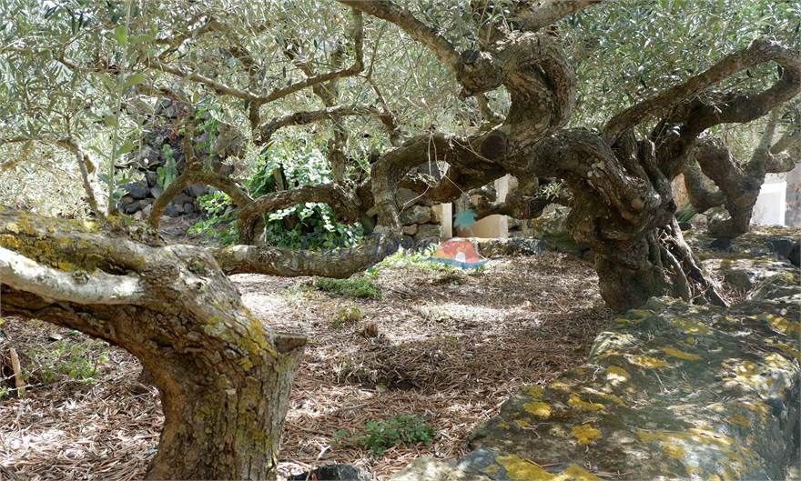 Dammusi le 2 Cicas | Pantelleria - Case e ville - Isole della Sicilia