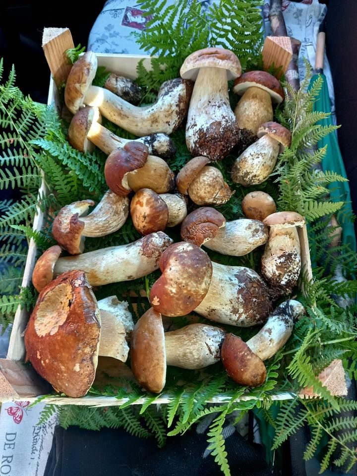 Villa il Poggio | Lunigiana Mare - Case e ville - Lunigiana mare, Sarzana & Colline del Sole