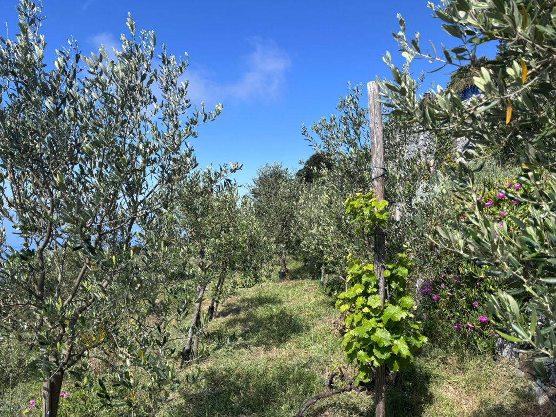 IL Rustico dove Vivono gli Angeli | Riomaggiore & Manarola - Case e ville - 5 Terre