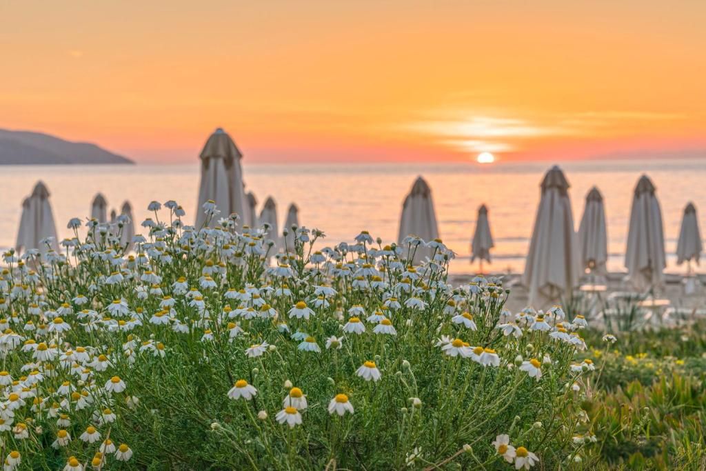 Villino La Biodola | Isola d' Elba - Case e ville - Isola d'Elba