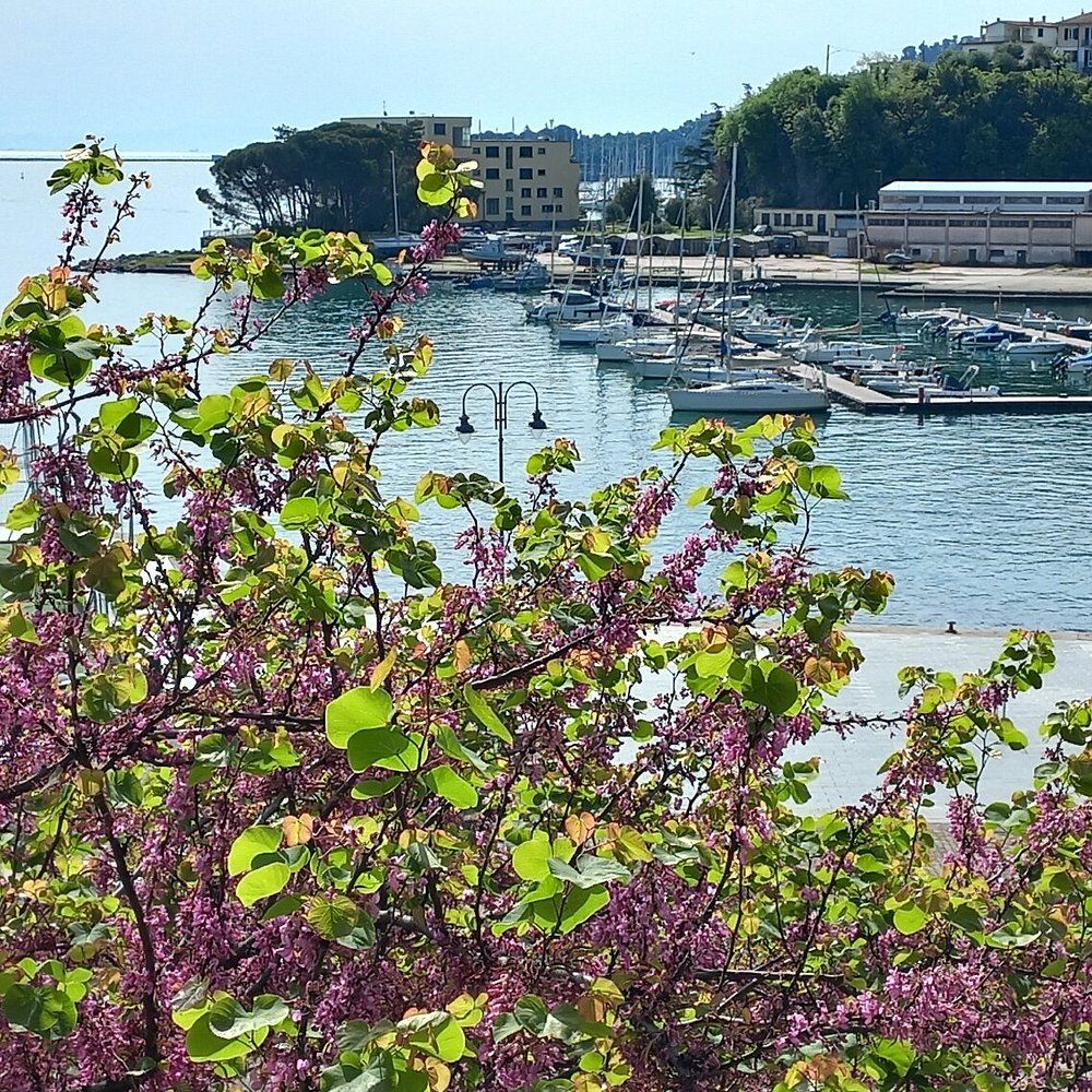 Paradiso su Cadimare | Porto Venere / Le Grazie / Fezzano / Ca' di Mare  - Appartamenti - Golfo dei Poeti