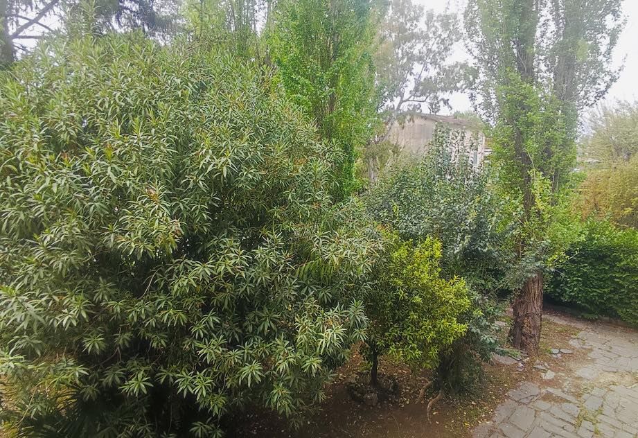 Appartamento Delizia | Marina di Pietrasanta - Appartamenti - Versilia