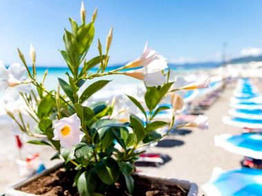 Casa Panorama Mare Lavagna - Appartementen