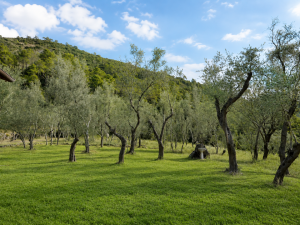 Villa Matilde Deiva |  -  - 
