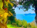 Rustico del Glicine |  -  - 