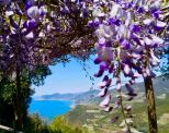 Rustico del Glicine |  -  - 