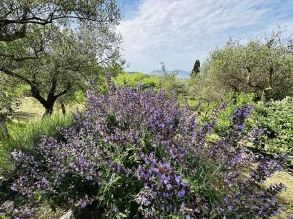 La Villa dei Leoni di Fosdinovo |  -  - 