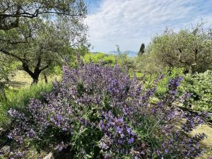 La Villa dei Leoni di Fosdinovo |  -  - 