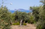 Villa Alghero Verde Mare |  -  - 
