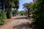 Villa Alghero Verde Mare |  -  - 