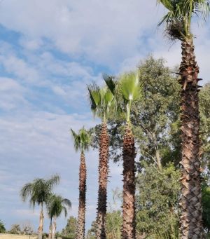 La Masseria Salentina |  -  - 