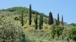Villa l' Uliveto sul Mare |  -  - 