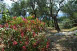 Villa l' Uliveto sul Mare |  -  - 