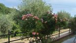 Villa l' Uliveto sul Mare |  -  - 