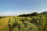 La Villa Maremma Mare |  -  - 