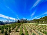 Il Podere delle Rose |  -  - 