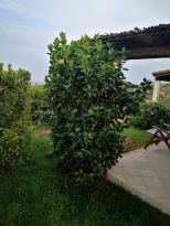 Villa Tertenia |  -  - 