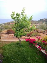 Villa Tertenia |  -  - 
