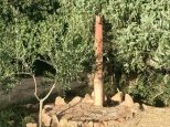 La Tenuta del Sogno di Gallura | Porto Cervo - Wohnungen und Villen - Costa Smeralda