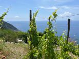 Rustico Paradiso |  -  - 