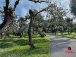 La Casa degli Ulivi |  -  - 