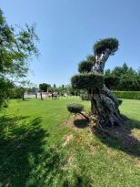 Antica Tenuta dei Mulini |  -  - 