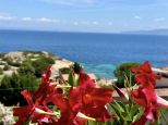 Villino Il Paradiso sopra il Giglio |  -  - 