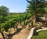 Villa il Giardino dell'Eden |  -  - 
