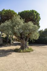 Le Grand Jas Saint Tropez |  -  - 