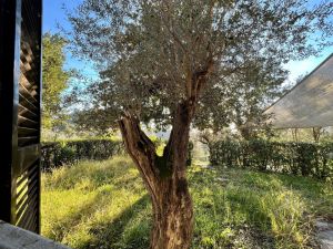 Villa Regina |  -  - 