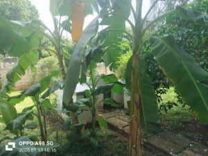 Villa KIlifi |  -  - 