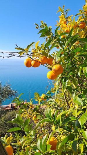Antico Rustico del Paradiso |  -  - 