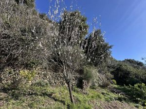 Antico Rustico del Paradiso |  -  - 