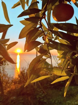 Antico Rustico del Paradiso |  -  - 