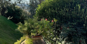 Villa nel Verde Sarzana |  -  - 